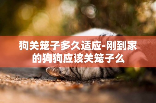 狗關籠子多久適應-剛到家的狗狗應該關籠子么