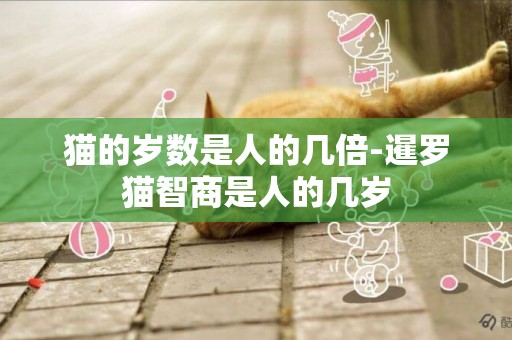 貓的歲數是人的幾倍-暹羅貓智商是人的幾歲