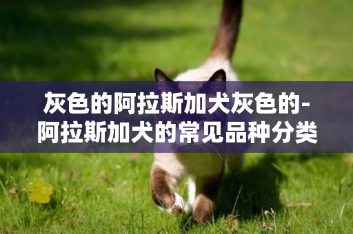 灰色的阿拉斯加犬灰色的-阿拉斯加犬的常見品種分類