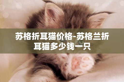 蘇格折耳貓價格-蘇格蘭折耳貓多少錢一只