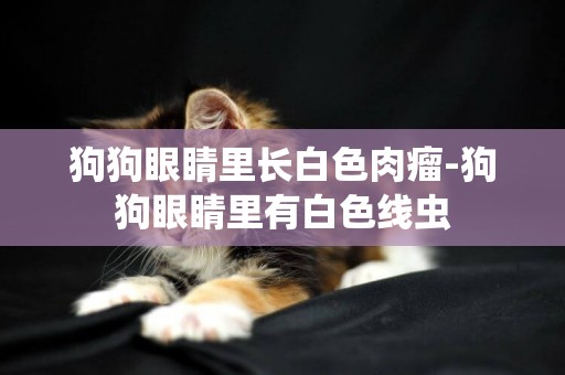 狗狗眼睛里長白色肉瘤-狗狗眼睛里有白色線蟲