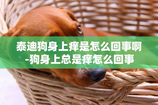 泰迪狗身上癢是怎么回事啊-狗身上總是癢怎么回事