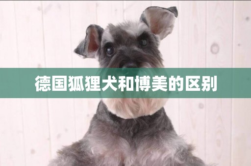 德國狐貍犬和博美的區別