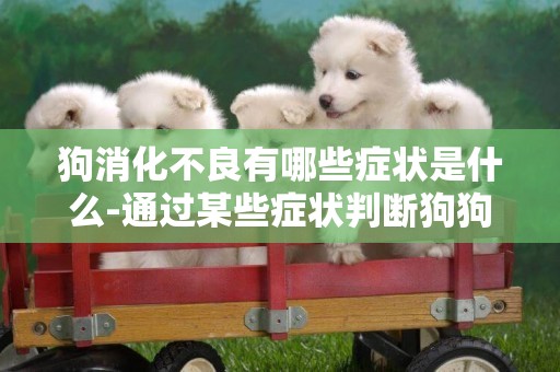 狗消化不良有哪些癥狀是什么-通過某些癥狀判斷狗狗是否消化不良