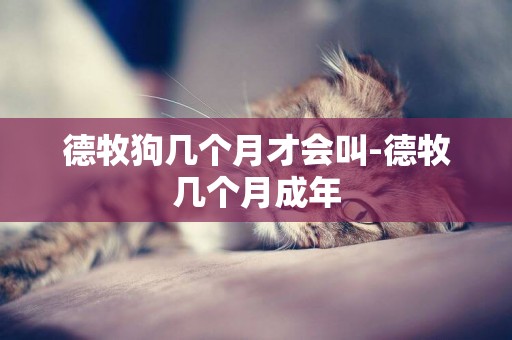 德牧狗幾個月才會叫-德牧幾個月成年