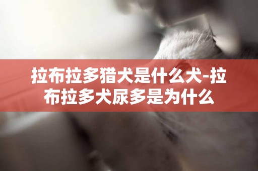 拉布拉多獵犬是什么犬-拉布拉多犬尿多是為什么