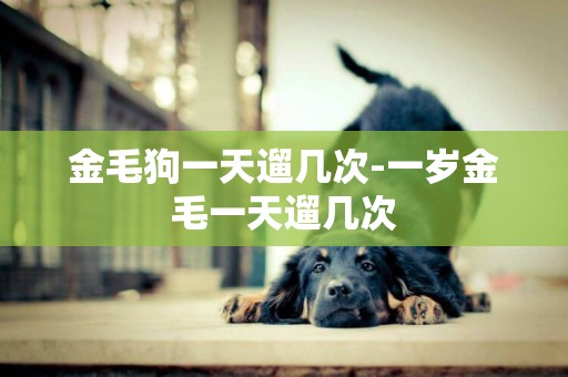 金毛狗一天遛幾次-一歲金毛一天遛幾次