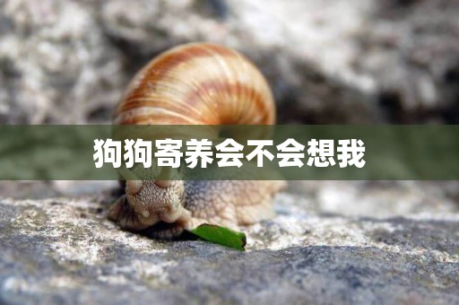 狗狗寄養會不會想我
