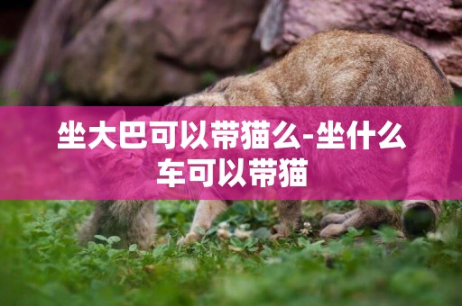 坐大巴可以帶貓么-坐什么車可以帶貓