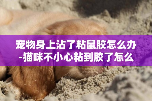 寵物身上沾了粘鼠膠怎么辦-貓咪不小心粘到膠了怎么辦
