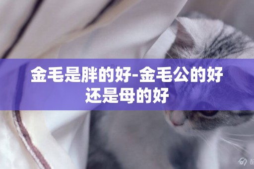 金毛是胖的好-金毛公的好還是母的好