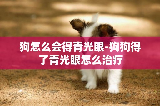 狗怎么會得青光眼-狗狗得了青光眼怎么治療