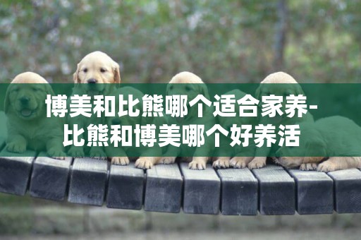 博美和比熊哪個適合家養-比熊和博美哪個好養活