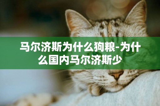 馬爾濟斯為什么狗糧-為什么國內馬爾濟斯少