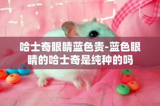 哈士奇眼睛藍色貴-藍色眼睛的哈士奇是純種的嗎