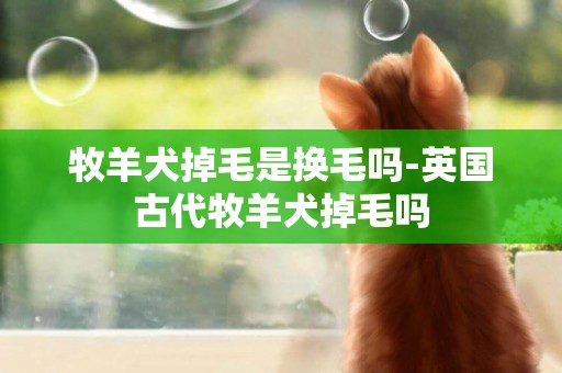 牧羊犬掉毛是換毛嗎-英國古代牧羊犬掉毛嗎