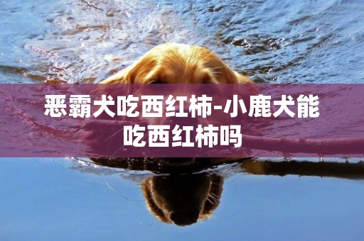惡霸犬吃西紅柿-小鹿犬能吃西紅柿嗎
