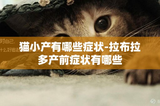 貓小產有哪些癥狀-拉布拉多產前癥狀有哪些