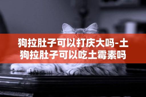 狗拉肚子可以打慶大嗎-土狗拉肚子可以吃土霉素嗎