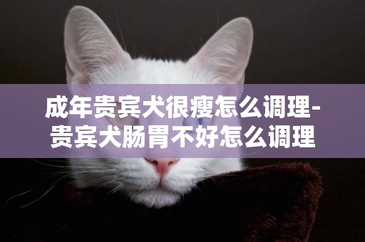 成年貴賓犬很瘦怎么調理-貴賓犬腸胃不好怎么調理
