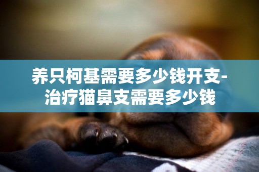 養只柯基需要多少錢開支-治療貓鼻支需要多少錢