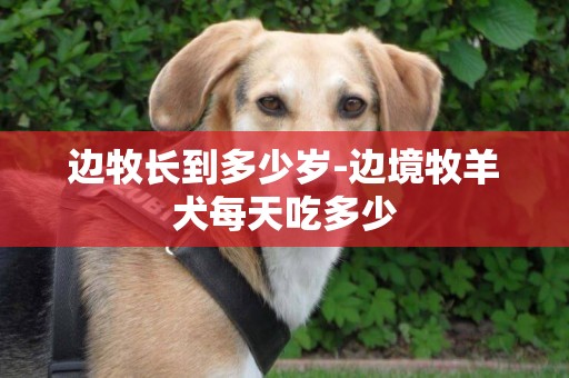 邊牧長到多少歲-邊境牧羊犬每天吃多少