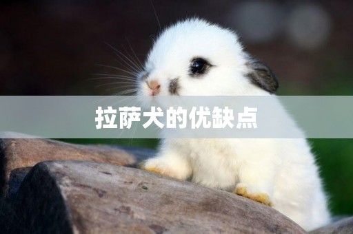 拉薩犬的優缺點