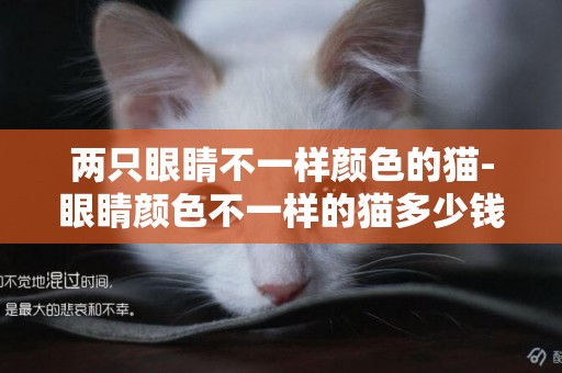 兩只眼睛不一樣顏色的貓-眼睛顏色不一樣的貓多少錢