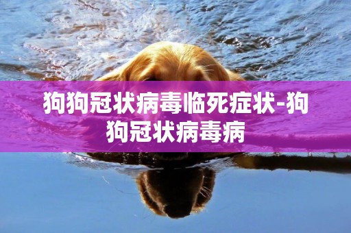 狗狗冠狀病毒臨死癥狀-狗狗冠狀病毒病