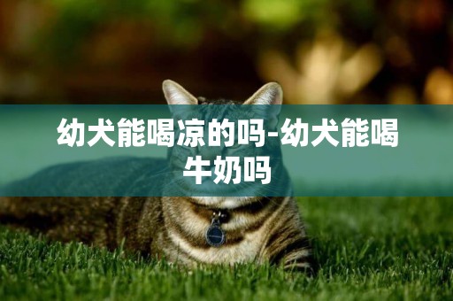 幼犬能喝涼的嗎-幼犬能喝牛奶嗎
