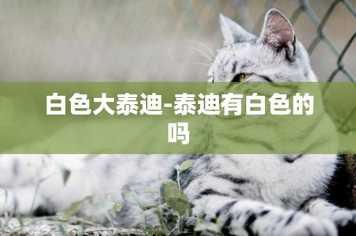 白色大泰迪-泰迪有白色的嗎