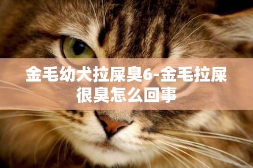 金毛幼犬拉屎臭6-金毛拉屎很臭怎么回事