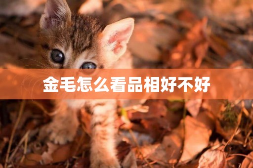金毛怎么看品相好不好