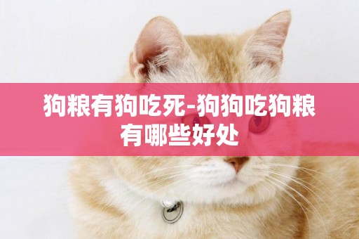 狗糧有狗吃死-狗狗吃狗糧有哪些好處