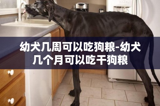 幼犬幾周可以吃狗糧-幼犬幾個月可以吃干狗糧