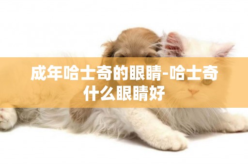 成年哈士奇的眼睛-哈士奇什么眼睛好