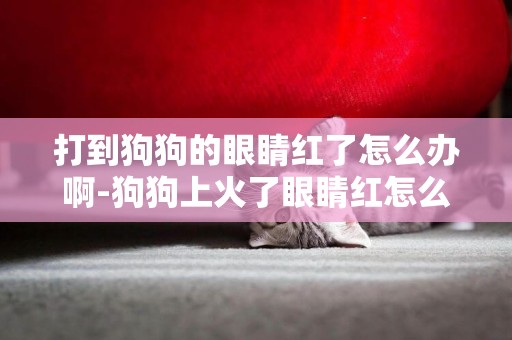 打到狗狗的眼睛紅了怎么辦啊-狗狗上火了眼睛紅怎么辦