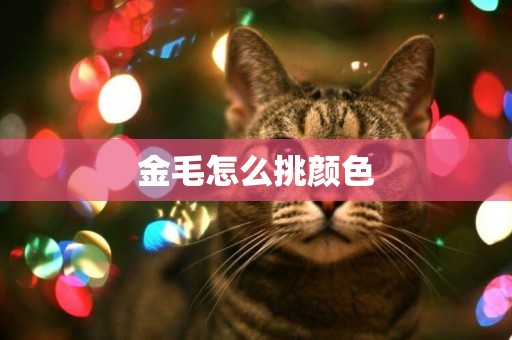 金毛怎么挑顏色