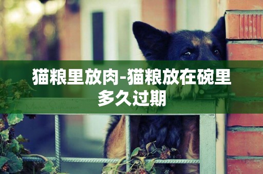 貓糧里放肉-貓糧放在碗里多久過期
