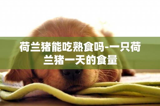 荷蘭豬能吃熟食嗎-一只荷蘭豬一天的食量