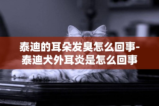 泰迪的耳朵發臭怎么回事-泰迪犬外耳炎是怎么回事