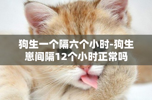 狗生一個隔六個小時-狗生崽間隔12個小時正常嗎