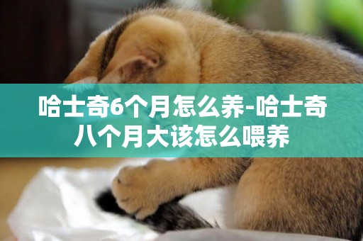 哈士奇6個月怎么養-哈士奇八個月大該怎么喂養