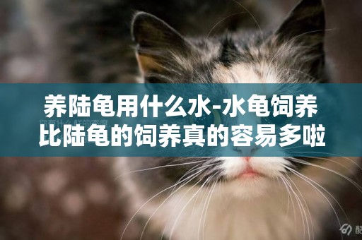 養陸龜用什么水-水龜飼養比陸龜的飼養真的容易多啦