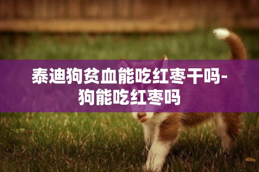 泰迪狗貧血能吃紅棗干嗎-狗能吃紅棗嗎