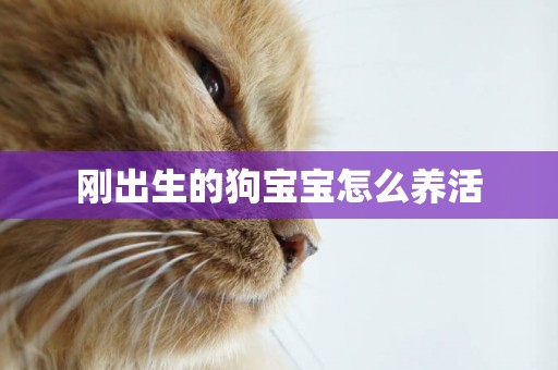 剛出生的狗寶寶怎么養活
