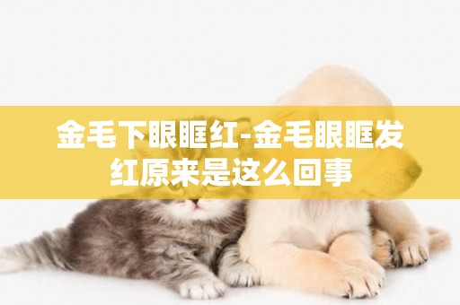 金毛下眼眶紅-金毛眼眶發紅原來是這么回事