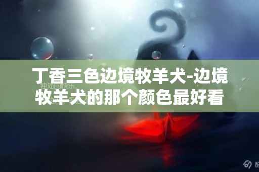 丁香三色邊境牧羊犬-邊境牧羊犬的那個顏色最好看