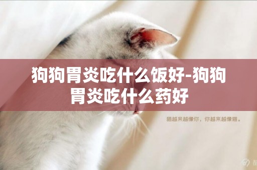 狗狗胃炎吃什么飯好-狗狗胃炎吃什么藥好