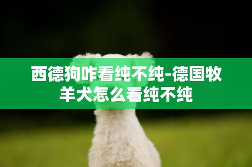 西德狗咋看純不純-德國牧羊犬怎么看純不純